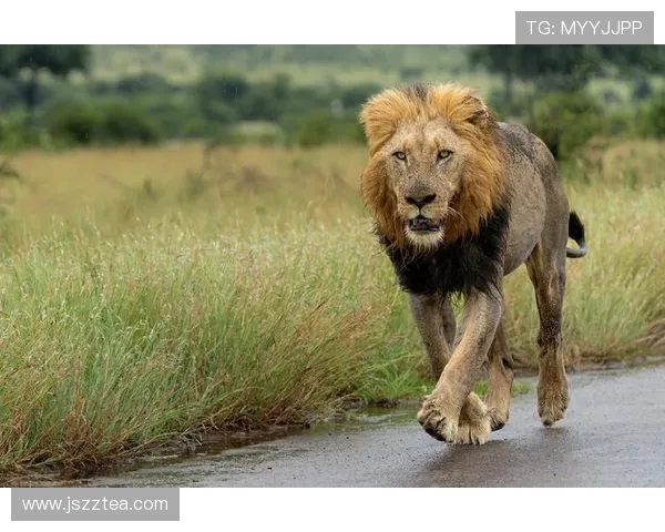非洲雄狮崛起背后的故事与挑战探秘以及生态保护的迫切呼声 - 副本 - 副本 (3)